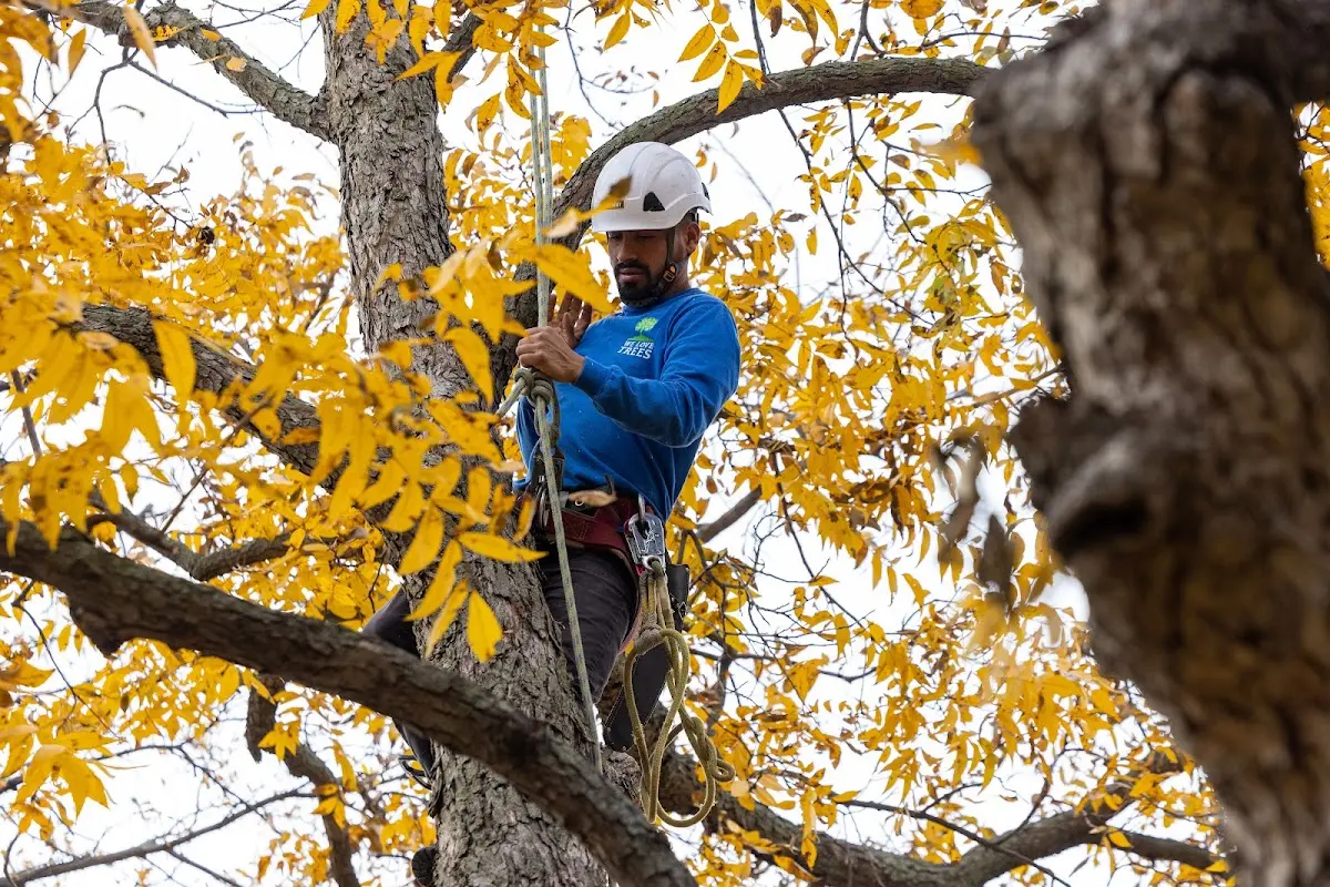 Skilled Tree Pruning crew working in Middleport